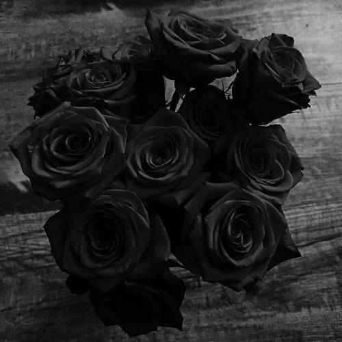 BoneSoFly - Black Roses cover