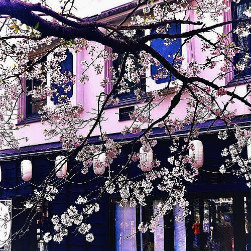 $kywave - Sakura Sky cover